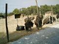 2004-08 Autruches 033